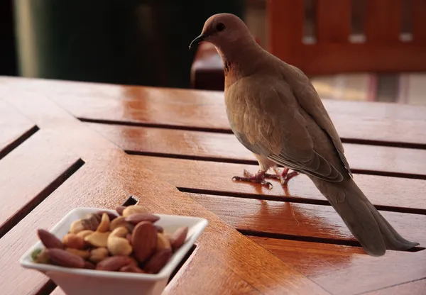 Fågel med tanke på dess chanser att mat — Stockfoto