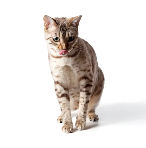 Creme colorido bengala tigre gato — Fotografia de Stock