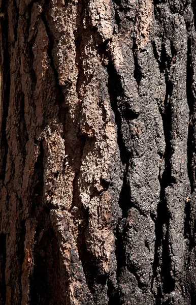 Close up of burnt tree trunk — Stock Photo, Image