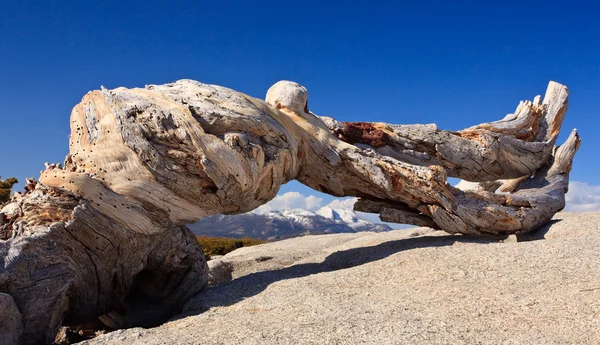 Knorriger Stamm rahmt fernen Sierra-Gipfel ein — Stockfoto