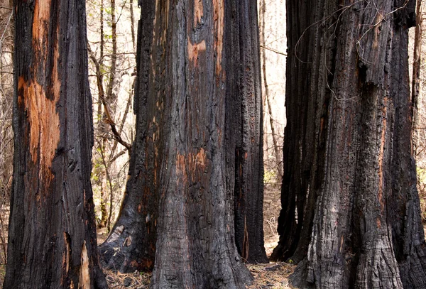 Spalonej drzew po pożarze lasu — Zdjęcie stockowe