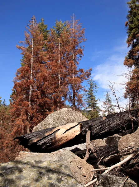 Verschroeide bomen nadat forest fire — Stockfoto
