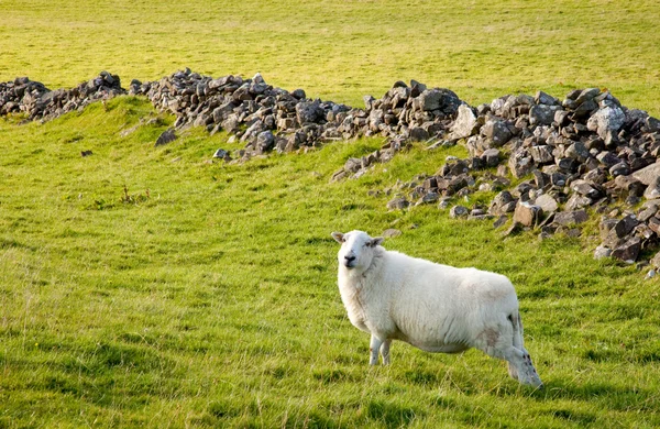 Walijski-Baranek na zielonej łące — Zdjęcie stockowe
