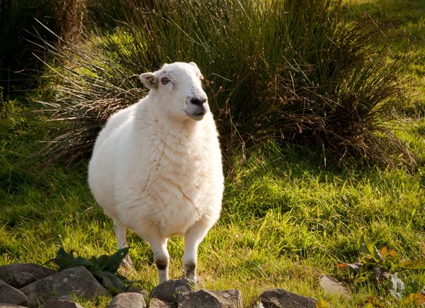 Welsh lamb in verdant meadow — Stock Photo, Image