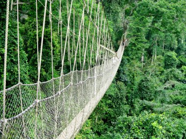 Walkway in rain forest clipart