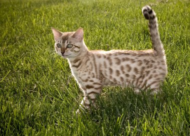 Bengal Kitten smiling clipart