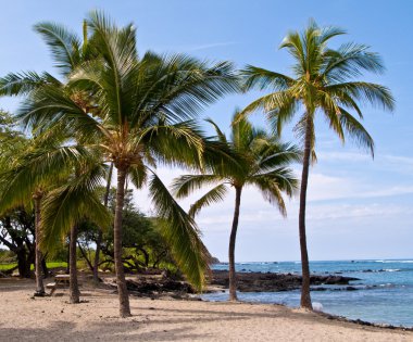 Hawaii plajda palmiye ağaçları