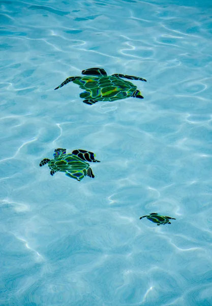 Pool sköldpaddor — Stockfoto