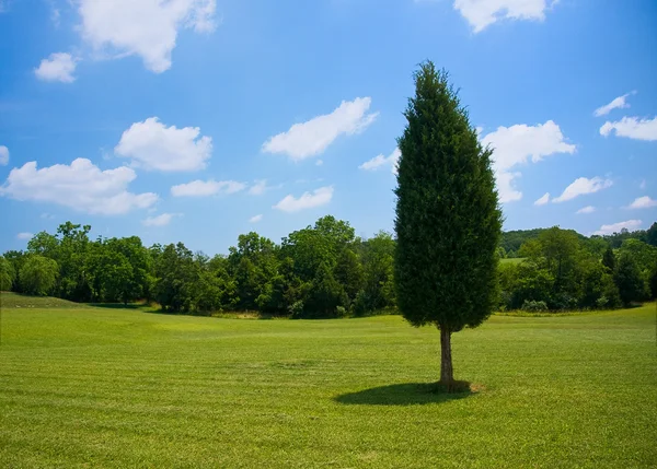 Single evergreen in meadow — Stock Photo, Image
