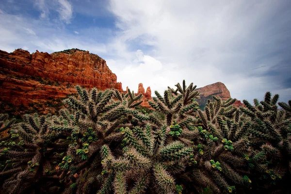 Cactus against red rocks — Stock Photo, Image