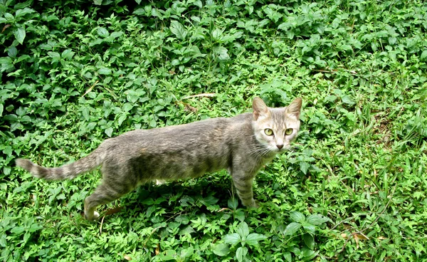 Dziki kot w liście — Zdjęcie stockowe