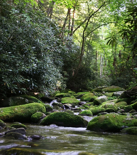 Yosunlu kayalar ile kırsal nehir — Stok fotoğraf