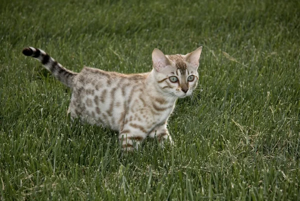 Pequeno gatinho de bengala — Fotografia de Stock