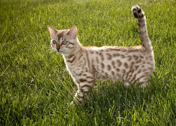 笑みを浮かべてベンガル子猫 — ストック写真