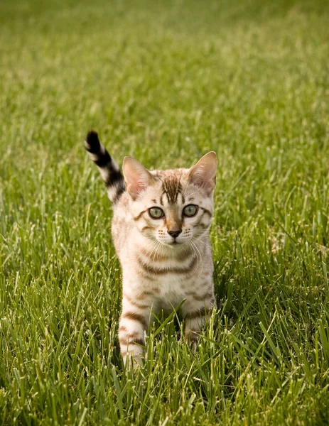 Bengala Kitten enfrentando câmera — Fotografia de Stock