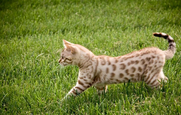 Jonge Bengaalse kitten — Stockfoto