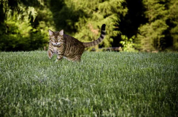 Бенгальский кот в траве — стоковое фото