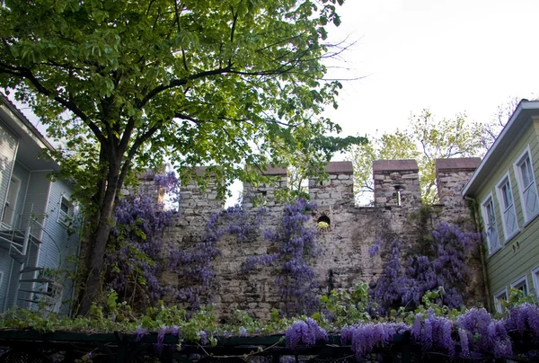 Fiori viola sul muro del castello — Foto Stock
