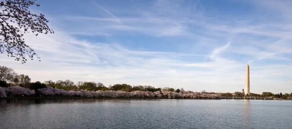 Panorama of cherry blossoms — Stock Photo, Image