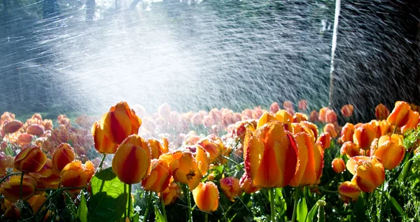 stock image Tulips against spray