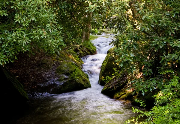 Correndo rio através de garganta estreita — Fotografia de Stock