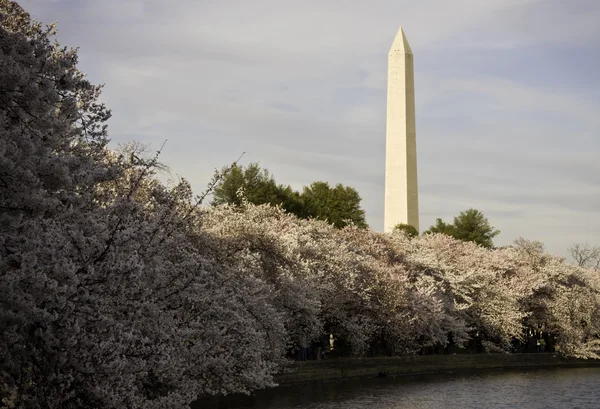 Cherry Blossoms underpinning Washington — Stock Photo, Image