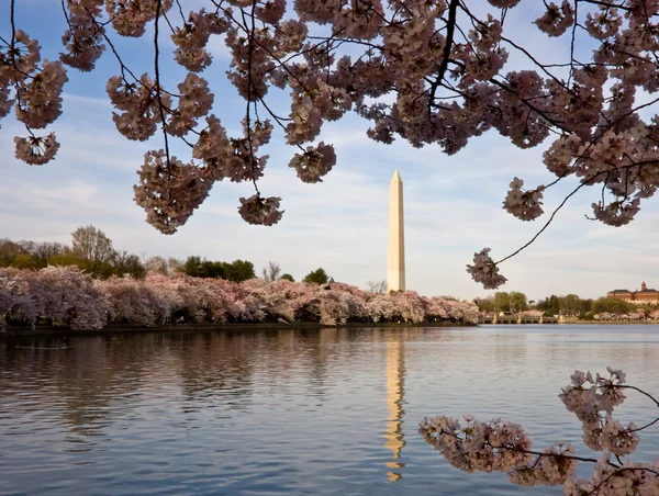 Fiori di ciliegio che incorniciano Washington Monum — Foto Stock
