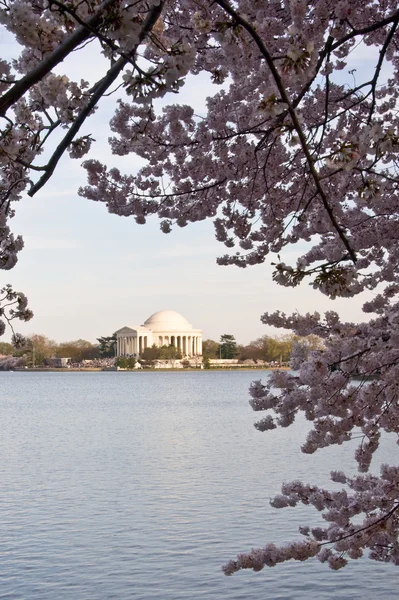 Jefferson Memorial incorniciato da Cherry Blos — Foto Stock