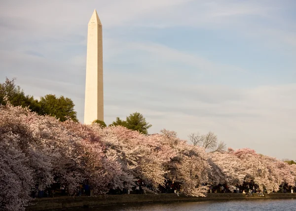 Washington Monument with cherry blossom — стокове фото