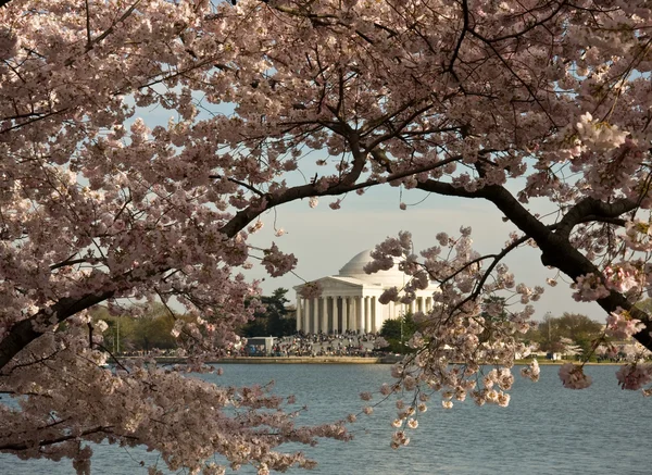 Jefferson Memorial framed by Cherry Blos — Stock Photo, Image