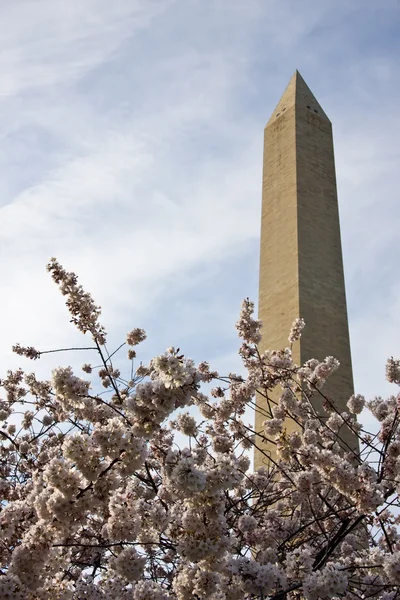 Washingtonův monument a che — Stock fotografie