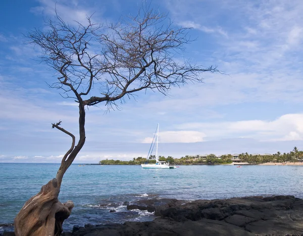 Baie hawaïenne avec arbre et bateau — Photo