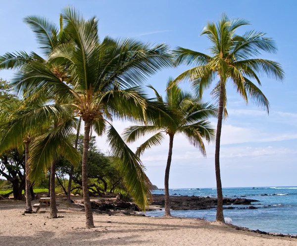 Palmami plaży hawajski — Zdjęcie stockowe