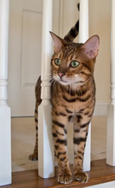 Bengal Cat on stairs — стокове фото
