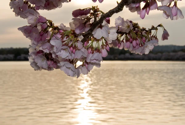 Cherry Blossom in front of sunset — стокове фото