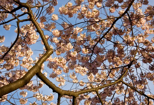 Cseresznyevirág közelről — Stock Fotó