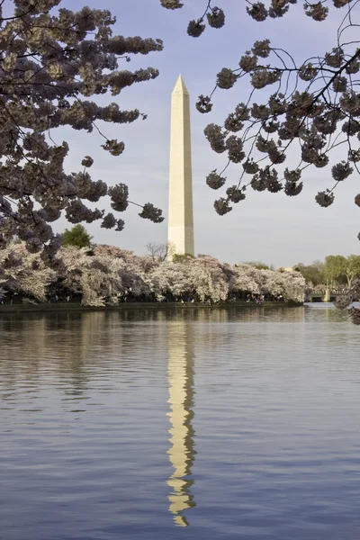 Washington monument inramad med körsbär b — Stockfoto