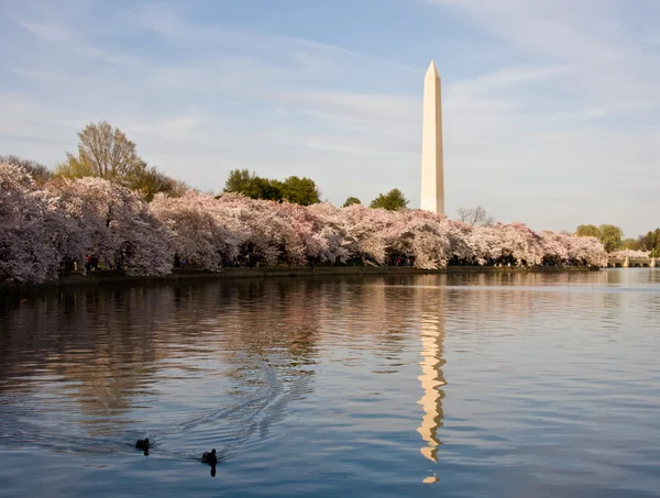 Cherry Blossom and Ducks — стокове фото