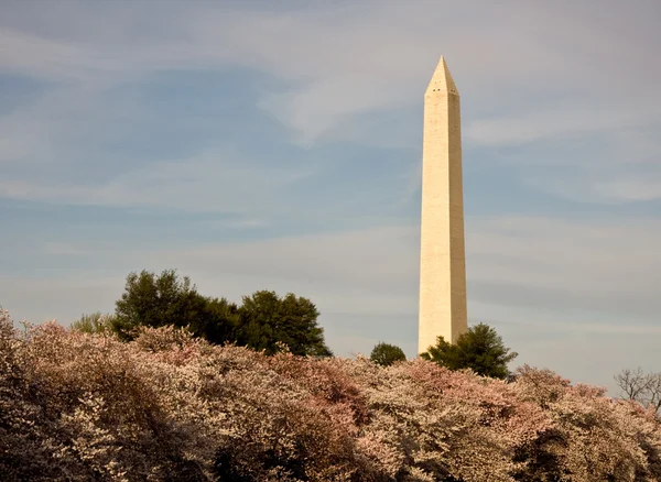 Cherry blossom och washington monument — Stockfoto
