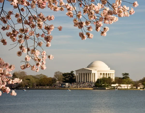 桜とジェファーソン記念碑 — ストック写真