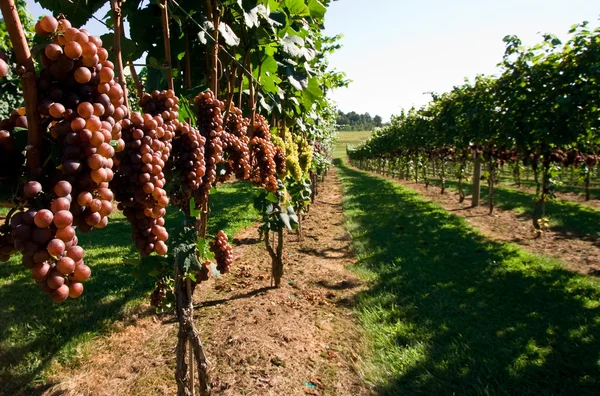 Aisle of Grapes — Stock Photo, Image