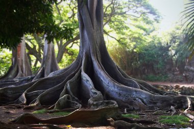 Jurassic Tree Roots clipart