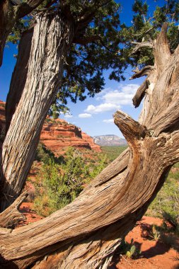 boğumlu gövde kare sedona peyzaj