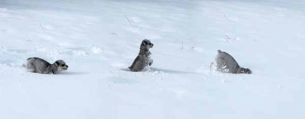 Triptico de perro en la nieve — Foto de Stock