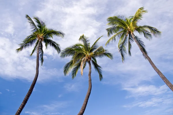 Three palm trees — Stock Photo, Image