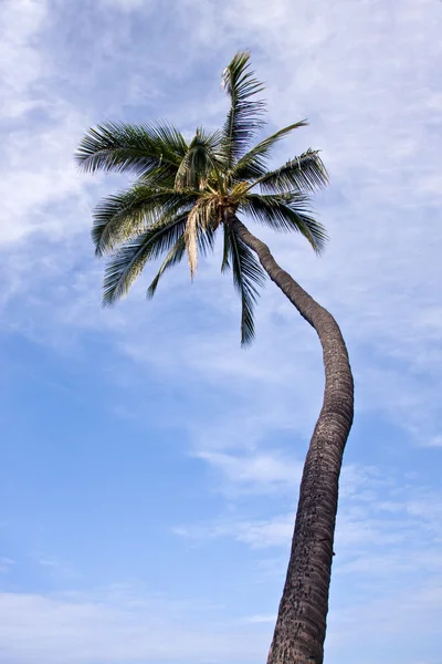 Eine einzige Palme umrahmt einen blauen Himmel — Stockfoto