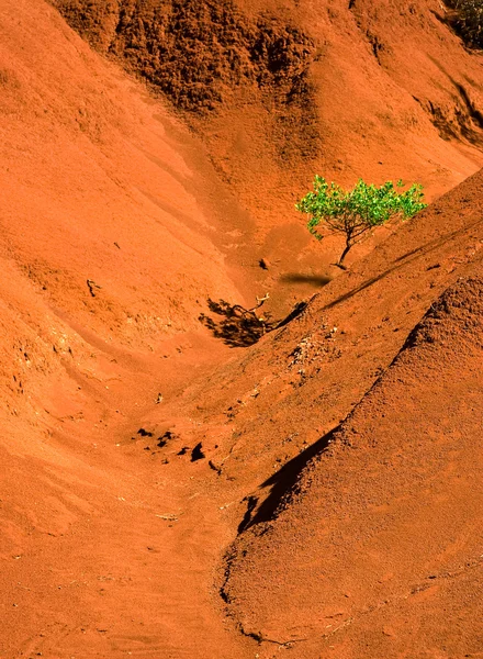 Одинокое зеленое дерево в ванне с красным песком — стоковое фото