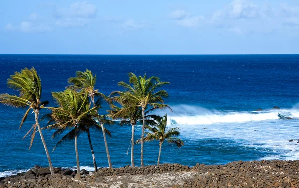 Rozcuchaný palmy bouřlivý oceán — Stock fotografie