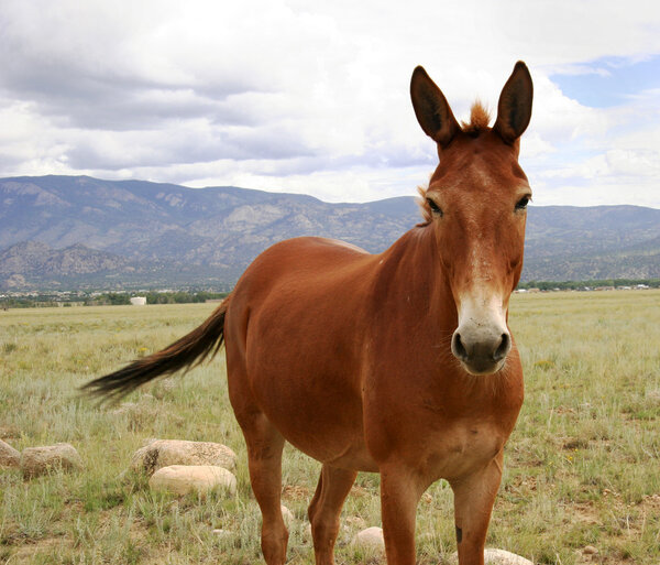 Horse in meadow in Colorado