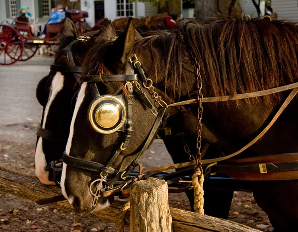 Par hästar knutna till staket — Stockfoto